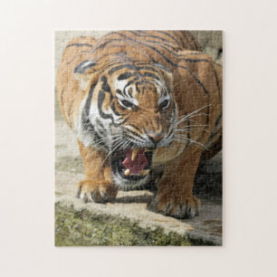 Tiger_2015_0156 Jigsaw Puzzle