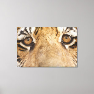 Tiger 2 canvas print