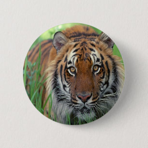 Tiger 6 Cm Round Badge