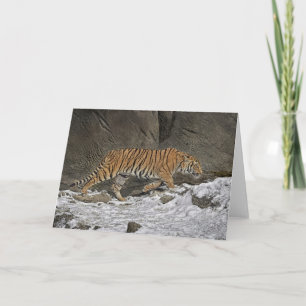 Tiger 8 month Old Cub Greeting Card