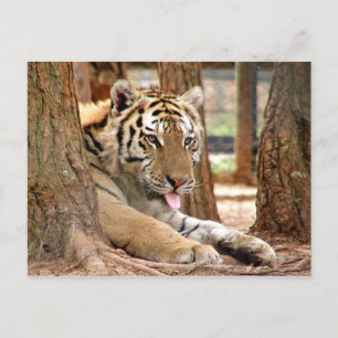 Tiger after a hard day postcard
