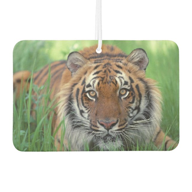 Tiger Air Freshener (Front)