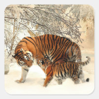 Tiger and Cub, Winter Scene,