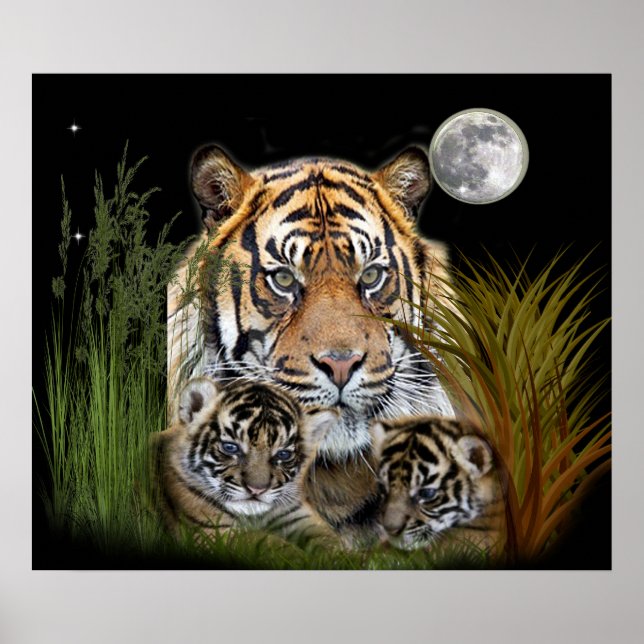 tiger and cubs posters (Front)
