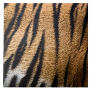 tiger animal skin fur texture nature stripes patte tile