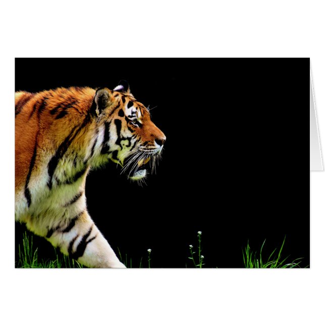 Tiger Approaching - Wild Animal Artwork (Front Horizontal)