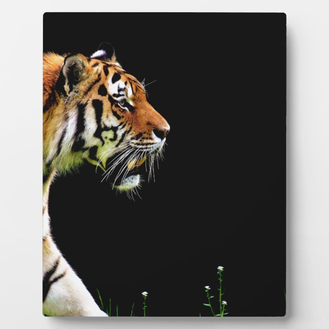 Tiger Approaching - Wild Animal Artwork Plaque (Front)