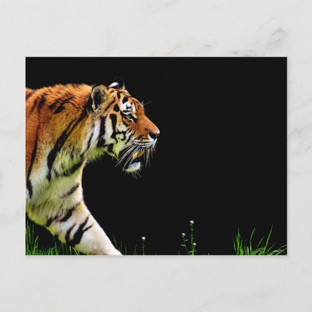Tiger Approaching - Wild Animal Artwork Postcard (Front)
