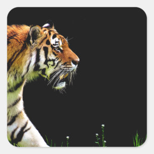 Tiger Approaching - Wild Animal Artwork Square Sticker