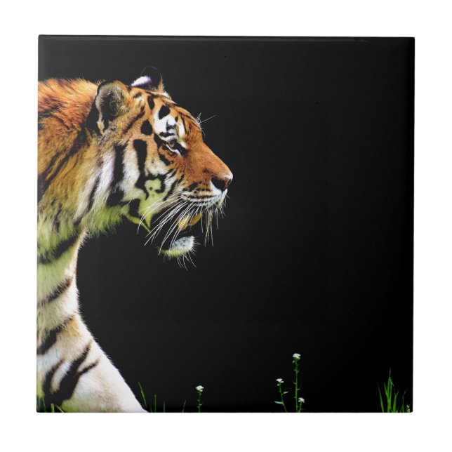 Tiger Approaching - Wild Animal Artwork Tile (Front)