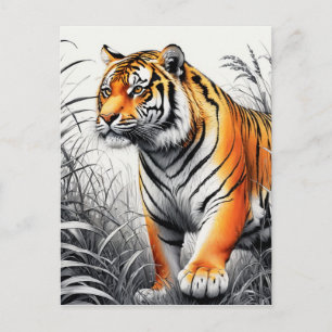 Tiger Art Colour Partial Black White Drawing Postcard