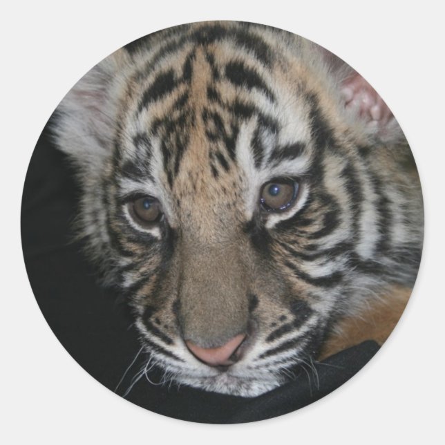Tiger Baby Classic Round Sticker (Front)