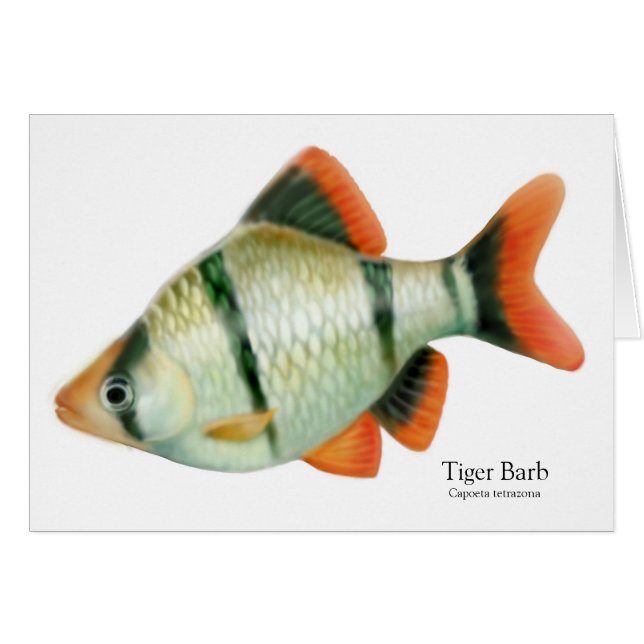 Tiger Barb Tropical Fish Card (Front Horizontal)
