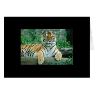 Tiger Beauty