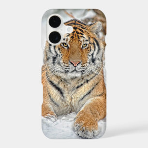 Tiger Beauty in Snow