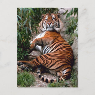 Tiger Big Cat prints Postcard