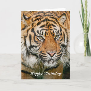Tiger Birthday Card