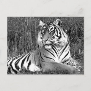 Tiger - Black & White Postcard