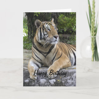 Tiger Blank Birthday  Card