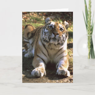 Tiger Blank Card