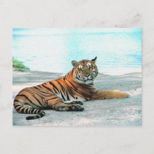 Tiger by river postcard
