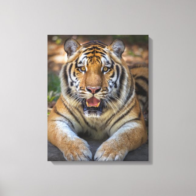 Tiger Canvas Print (Front)