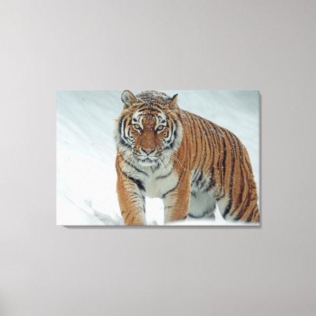 Tiger Canvas Print (Front)
