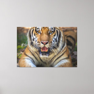 Tiger Canvas Print
