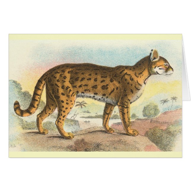 Tiger-Cat (Front Horizontal)