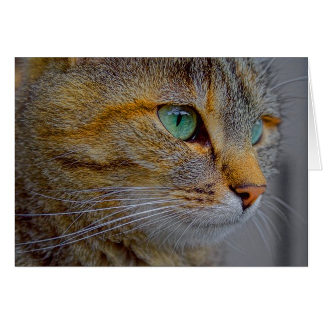 Tiger Cat Portrait (Front Horizontal)