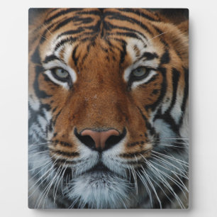 Tiger Cat Stripes Jungle Mist Animal Plaque