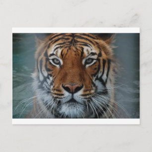 Tiger Cat Stripes Jungle Mist Animal Postcard