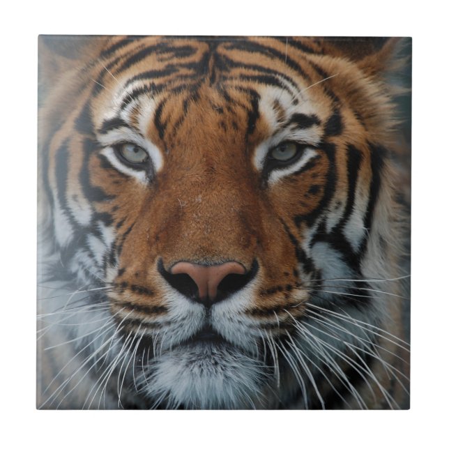 Tiger Cat Stripes Jungle Mist Animal Tile (Front)