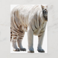 Tiger cat stripes personalise diy Anniversaries