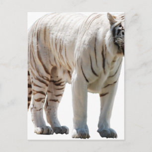 Tiger cat stripes personalise diy Anniversaries Postcard