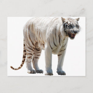 Tiger cat stripes personalise diy Anniversaries Postcard