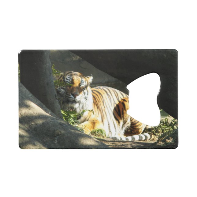 Tiger Catnap (Front (Horizontal))