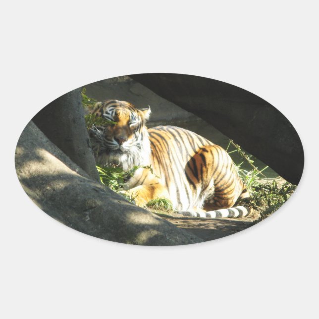 Tiger Catnap Oval Sticker (Front)