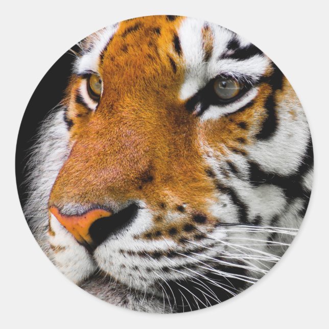 Tiger Classic Round Sticker (Front)