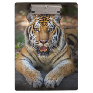 Tiger Clipboard