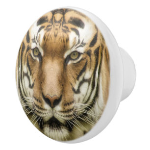 Tiger Close-Up ceramic knobs