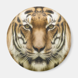 Tiger Close-Up magnet