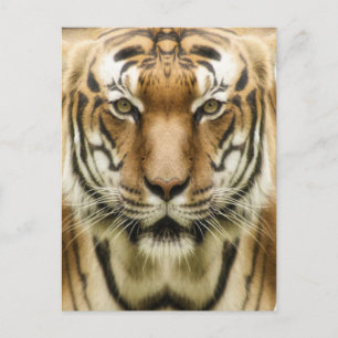 Tiger Close-Up postcard