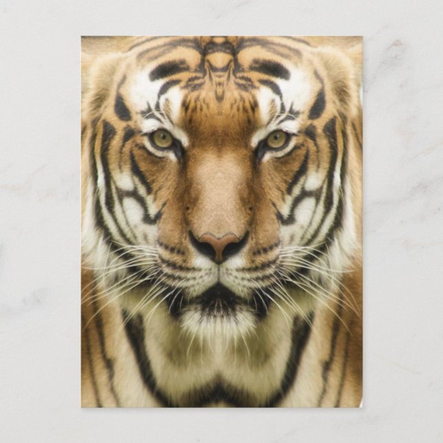 Tiger Close-Up postcard (Front)