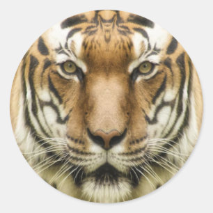 Tiger Close-Up stickers