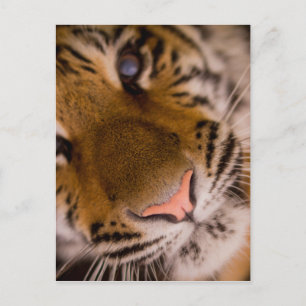 Tiger Close-Up View Postcard