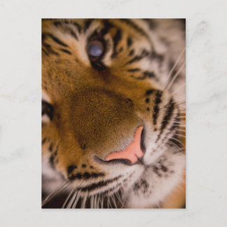 Tiger Close-Up View Postcard