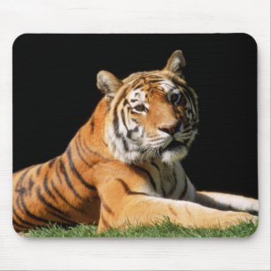 Tiger Closeup Mouse Pad