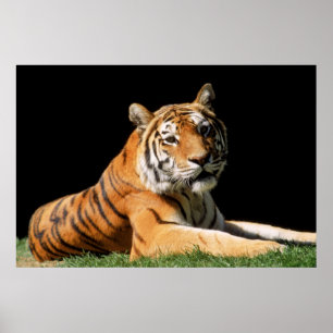 Tiger Closeup Poster