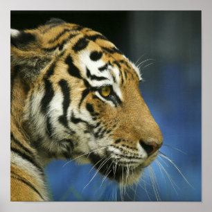 Tiger CloseUp Sideways Photograph Poster